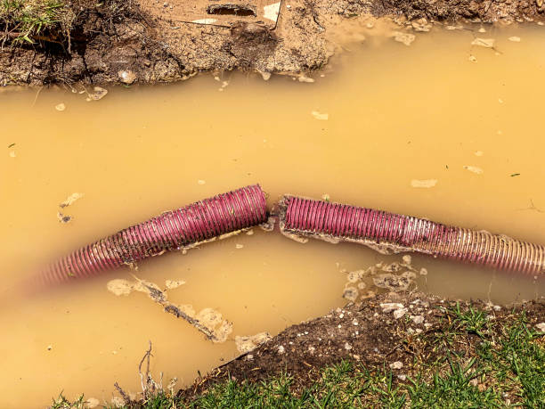 Best Basement water damage restoration  in Fmington, AR